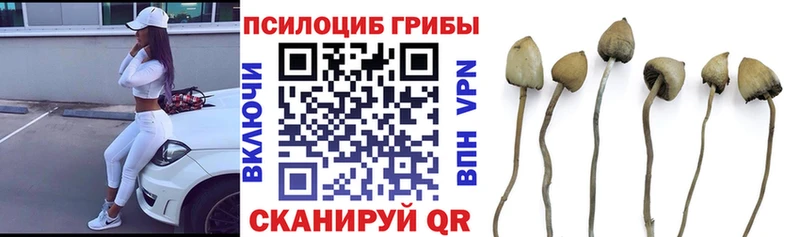 Псилоцибиновые грибы GOLDEN TEACHER  Новокузнецк 